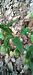 Epipactis provincialis  - Gerard Chassan