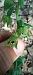 Epipactis provincialis  - Gerard Chassan