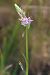 Dactylorhiza cyrnea  - Mathis Buriasco