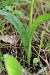Dactylorhiza cyrnea  - Mathis Buriasco