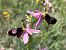 Ophrys aurelia  - Olivier Hirschy