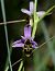 Ophrys indet. group. scolopax (Ophrys indéterminé du groupe bécasse) © Michel Pansiot