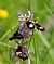 Ophrys aurelia  - Michel Pansiot