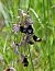 Ophrys aurelia  - Michel Pansiot