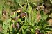 Cypripedium calceolus  - Jean Valentin