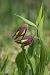 Cypripedium calceolus  - Jean Valentin