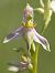 Ophrys apifera var. tilaventina  - Jean Valentin