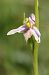 Ophrys apifera var. tilaventina  - Jean Valentin