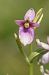 Ophrys apifera var. tilaventina  - Jean Valentin