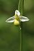 Ophrys apifera f. chlorantha (Ophrys abeille pâle) © Jean Valentin
