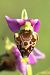 Ophrys gresivaudanica  - Jean Valentin