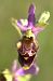 Ophrys gresivaudanica  - Jean Valentin