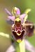 Ophrys gresivaudanica  - Jean Valentin