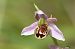 Ophrys apifera var. patinata  - Jean Valentin