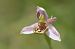 Ophrys apifera var. patinata  - Jean Valentin