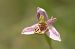 Ophrys apifera var. patinata  - Jean Valentin