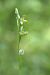 Ophrys apifera f. chlorantha  - Jean Valentin