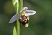 Ophrys gresivaudanica  - Jean Valentin