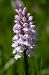 Dactylorhiza maculata  - Michel Maillier