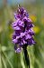 Dactylorhiza maculata  - Michel Maillier