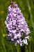 Dactylorhiza maculata (Orchis tacheté) © Michel Maillier