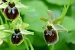 Ophrys araneola  - Pascale Chevalier