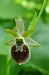 Ophrys araneola  - Pascale Chevalier