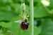 Ophrys araneola  - Pascale Chevalier