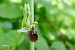 Ophrys araneola  - Pascale Chevalier