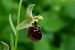 Ophrys araneola  - Pascale Chevalier