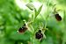 Ophrys araneola  - Pascale Chevalier