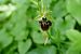 Ophrys araneola (Ophrys petite araignée) © Pascale Chevalier