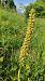 Orchis anthropophora (Orchis homme pendu) © Pairis Nicole