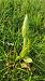 Himantoglossum hircinum (Orchis bouc) © Pairis Nicole