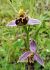 Ophrys apifera var. aurita  - Philippe Fourneret
