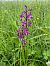 Anacamptis laxiflora (Orchis à fleurs lâches) © Bernard Le Ricque