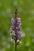 Dactylorhiza fuchsii  - François Jauzelon