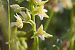Epipactis palustris  - François Jauzelon