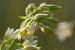 Epipactis palustris  - François Jauzelon