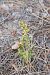 Epipactis phyllanthes  - François Jauzelon