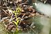 Epipactis phyllanthes  - François Jauzelon