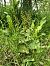 Neottia ovata  - Armelle Bass