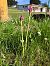 Anacamptis pyramidalis © Armelle Bass