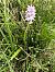 Dactylorhiza maculata © Armelle Bass