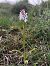 Dactylorhiza maculata  - Armelle Bass