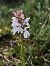 Dactylorhiza maculata  - Armelle Bass