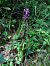 Orchis mascula © Armelle Bass