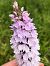 Dactylorhiza maculata © Armelle Bass