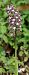 Orchis purpurea © Bruno Vleeschouwers