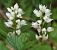 Cephalanthera longifolia (Céphalanthère à longues feuilles) © Bruno Vleeschouwers